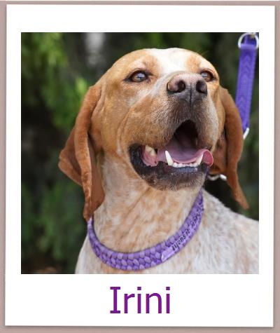 Irini Tierschutz Zypern Hund prof