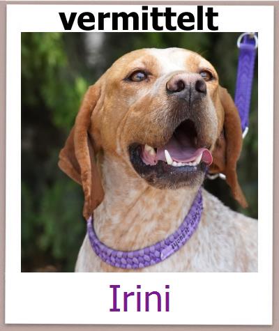 Irini Tierschutz Zypern Hund prof