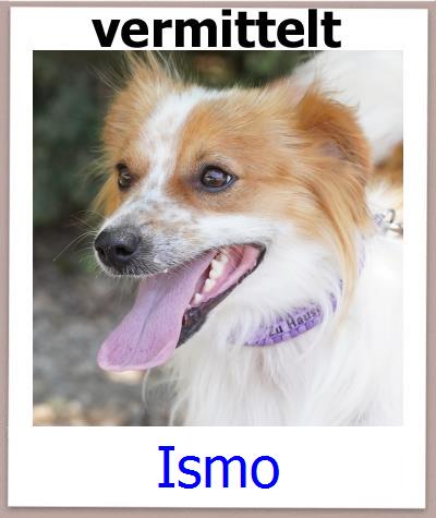 Ismo Tierschutz Zypern Hund prof