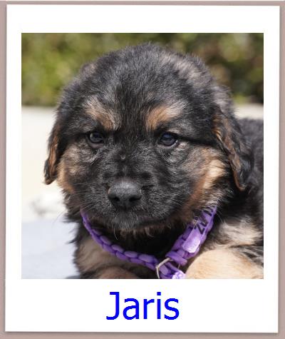 Jaris Tierschutz Zypern Hund prof