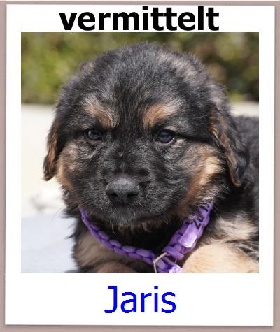 Jaris Tierschutz Zypern Hund prof