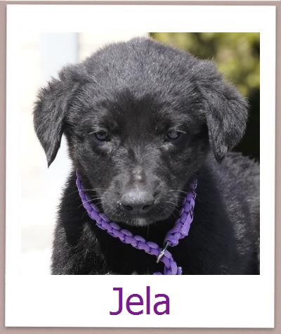 Jela Tierschutz Zypern Hund prof