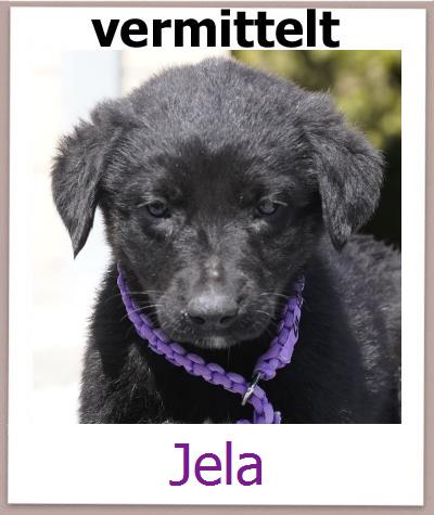 Jela Tierschutz Zypern Hund prof