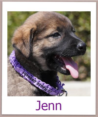 Jenn Tierschutz Zypern Hund prof