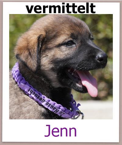 Jenn Tierschutz Zypern Hund prof