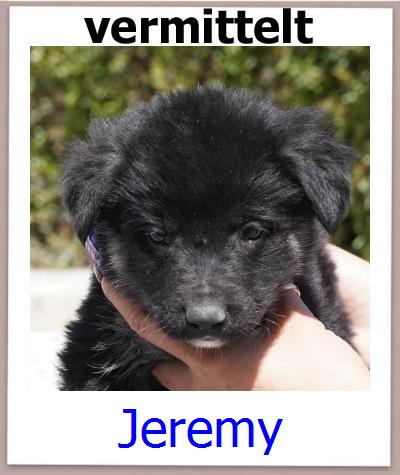 Jeremy Tierschutz Zypern Hund prof