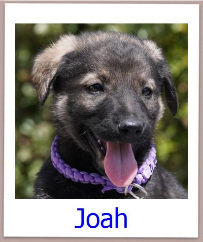Joah Tierschutz Zypern Hund prof