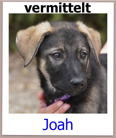 Joah Tierschutz Zypern Hund prof