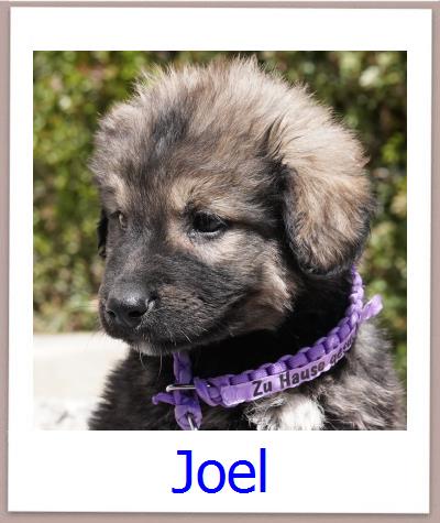 Joel Tierschutz Zypern Hund prof