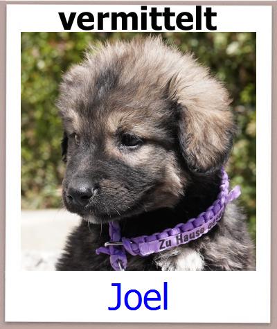Joel Tierschutz Zypern Hund prof