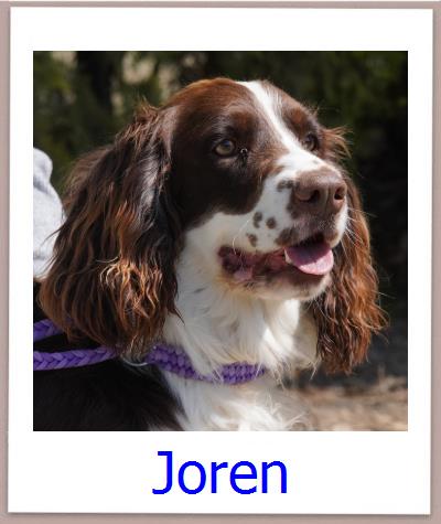 Joe Tierschutz Zypern Hund prof