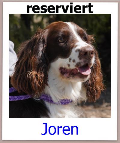 Joren Tierschutz Zypern Hund prof