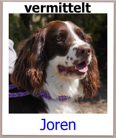 Joren Tierschutz Zypern Hund prof