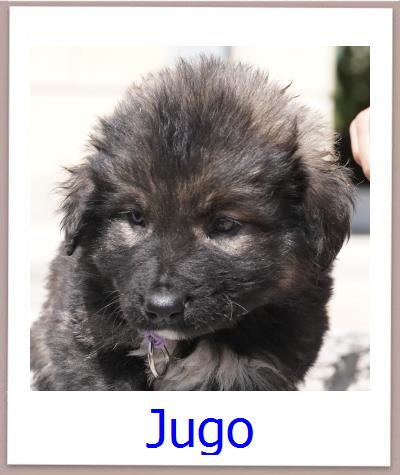 Jugo Tierschutz Zypern Hund prof