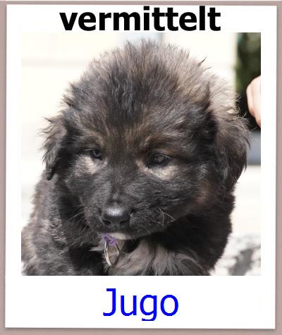 Jugo Tierschutz Zypern Hund prof