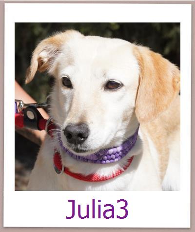 Julia3 Tierschutz Zypern Hund prof