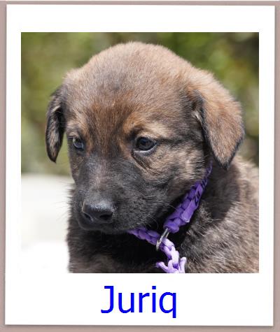 Juriq Tierschutz Zypern Hund prof