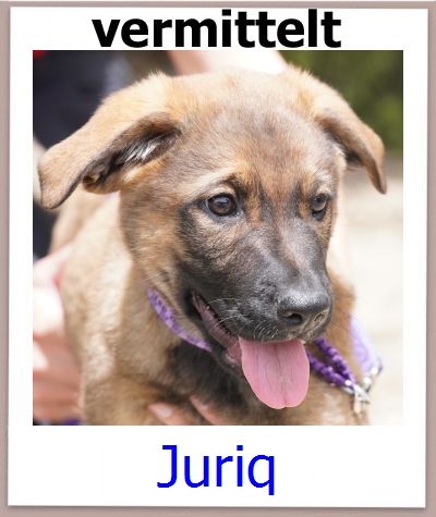 Juriq Tierschutz Zypern Hund prof