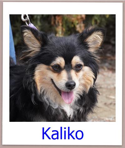 Kai2 Tierschutz Zypern Hund prof