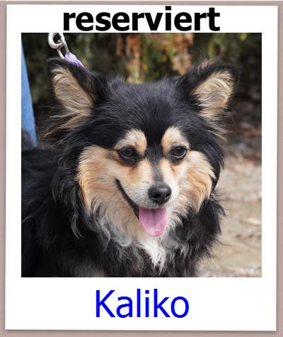 Kaliko Tierschutz Zypern Hund prof