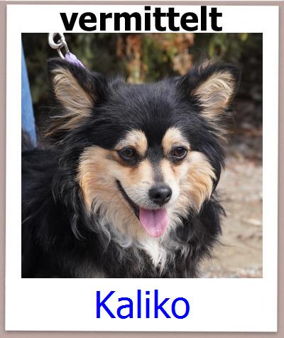 Kaliko Tierschutz Zypern Hund prof