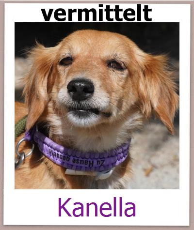 Kanella Tierschutz Zypern Hund prof
