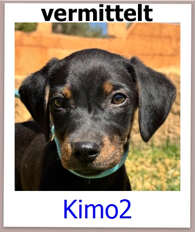 Kimo2 Tierschutz Zypern Hund prof