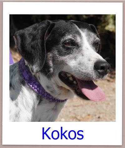 Kokos Tierschutz Zypern Hund prof