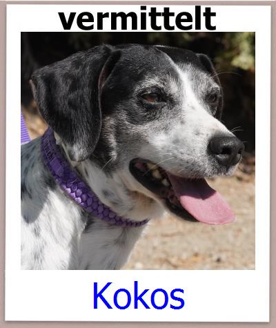 Kokos Tierschutz Zypern Hund prof