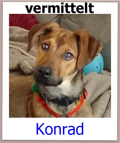 Konrad