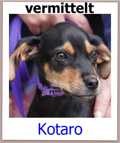 Kotaro Tierschutz Zypern Hund prof