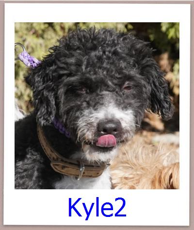 Kyle2 Tierschutz Zypern Hund prof