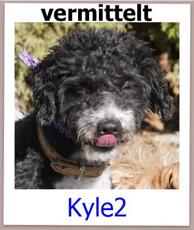 Kyle2 Tierschutz Zypern Hund prof