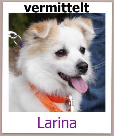 Larina Tierschutz Zypern Hund prof