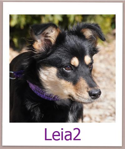 Leia2 Tierschutz Zypern Hund prof