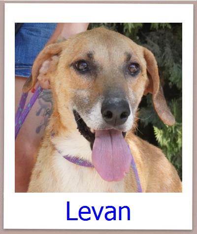Levan Tierschutz Zypern Hund prof