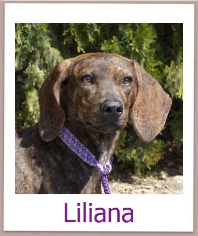 Liliana Tierschutz Zypern Hund prof