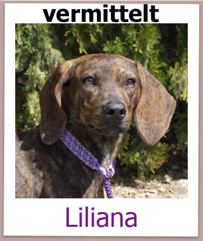 Liliana Tierschutz Zypern Hund prof