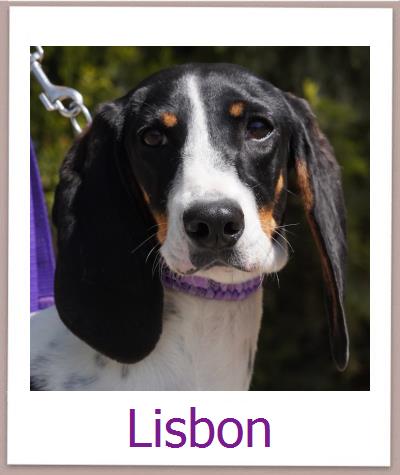 Lisbon Tierschutz Zypern Hund prof