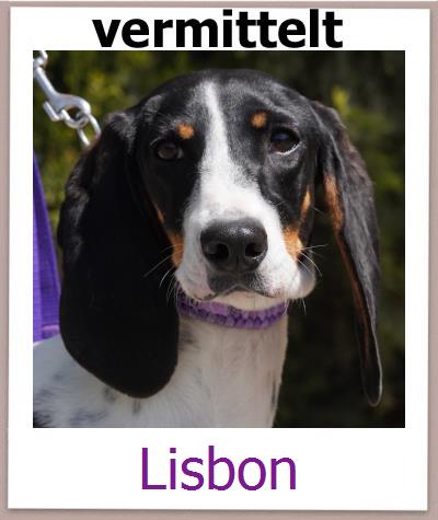 Lisbon Tierschutz Zypern Hund prof