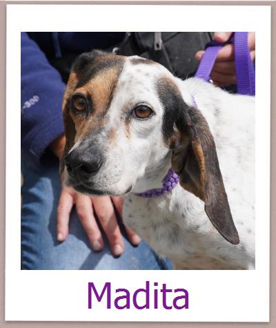 Madita Tierschutz Zypern Hund prof