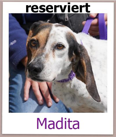 Madita Tierschutz Zypern Hund prof