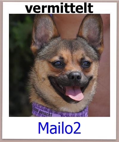 Mailo2 Tierschutz Zypern Hund prof