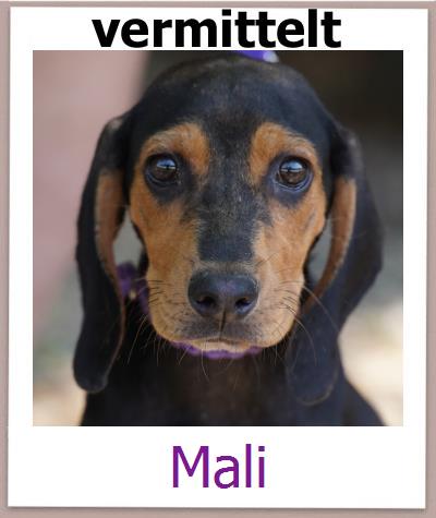Mali Tierschutz Zypern Hund prof