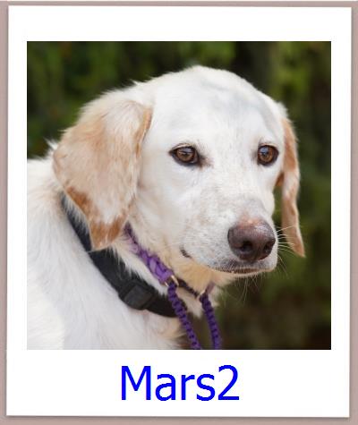 Mars2 Tierschutz Zypern Hund prof