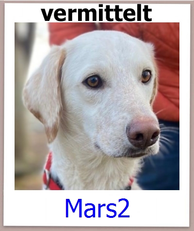 Mars2 Tierschutz Zypern Hund prof