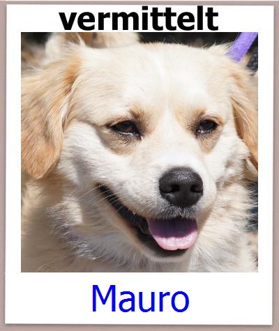 Mauro Tierschutz Zypern Hund prof