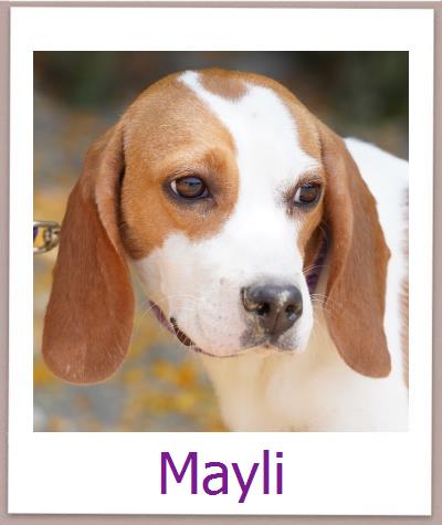 Mayli Tierschutz Zypern Hund prof