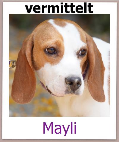 Mayli Tierschutz Zypern Hund prof