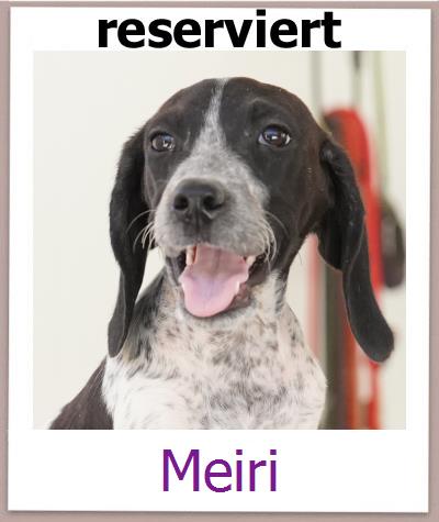 Meiri Tierschutz Zypern Hund prof